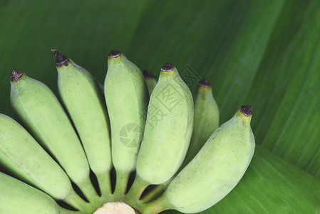 生香蕉叶背景的一帮绿色香蕉高清图片