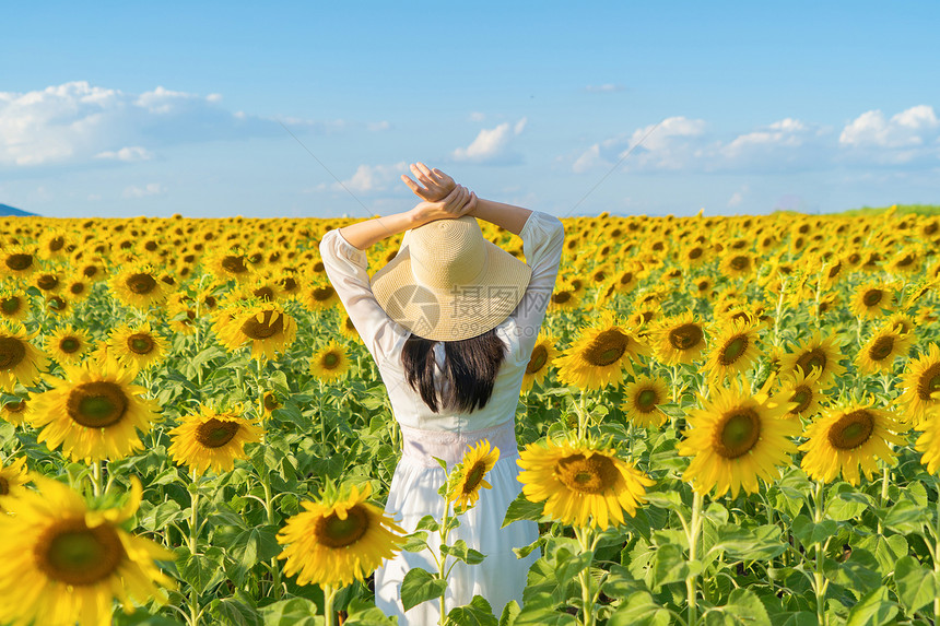 在泰国Lopburi自然花园公的节假日外出旅行中快乐的亚洲女在盛开的向日葵田中享受和放松图片