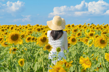 在泰国Lopburi自然花园公的节假日外出旅行中快乐的亚洲女在盛开的向日葵田中享受和放松背景图片