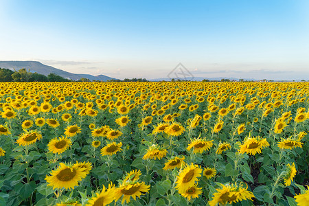 夏季中午在泰国洛普布里省自然花园公外出旅行节假日全开向葵田自然景观背背景图片