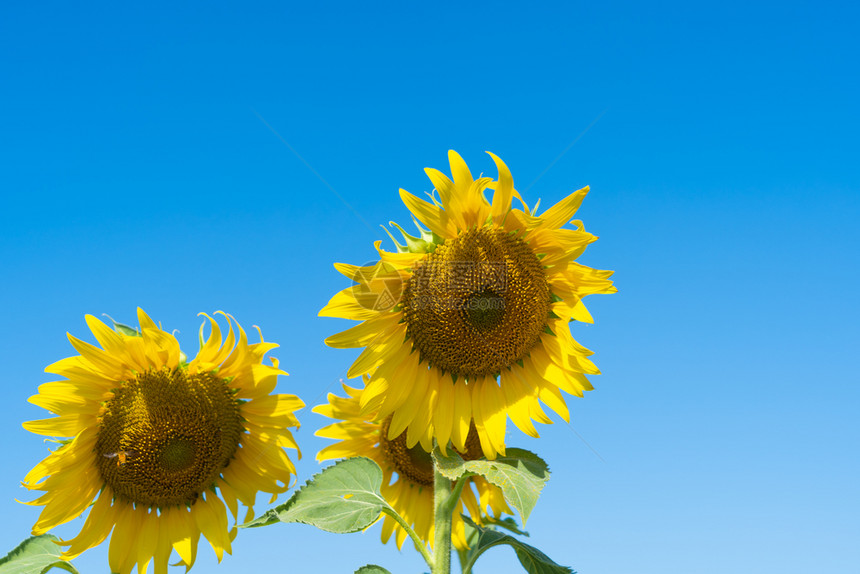 夏季中午在泰国洛普布里省自然花园公外出旅行节假日全开向葵田自然景观背图片