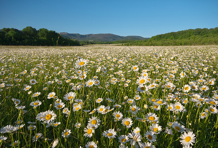 山地草原上的春菊花美丽风景高清图片