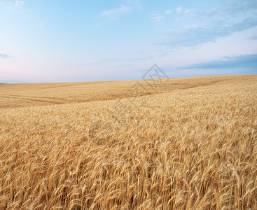 农村田日落时风景黄小麦作物有温暖的彩色金麦耳朵丰收图片