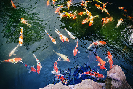 幸运锦鲤宣传在池塘花园游泳的红鱼和白鲤享受食物漂浮的饲料背景