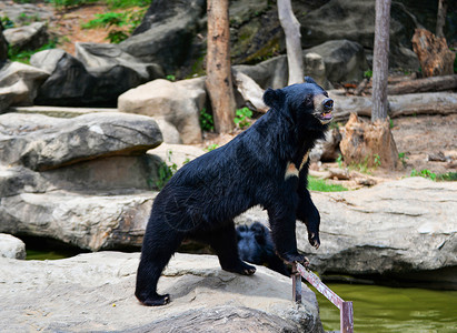 亚洲黑熊或胸五型是野生动物保护区的白羊毛背景图片