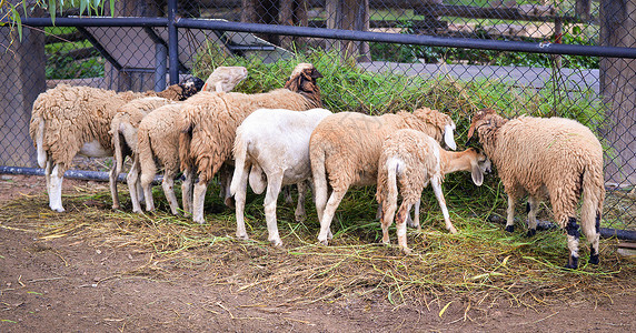 在牧场里吃草的羊群图片
