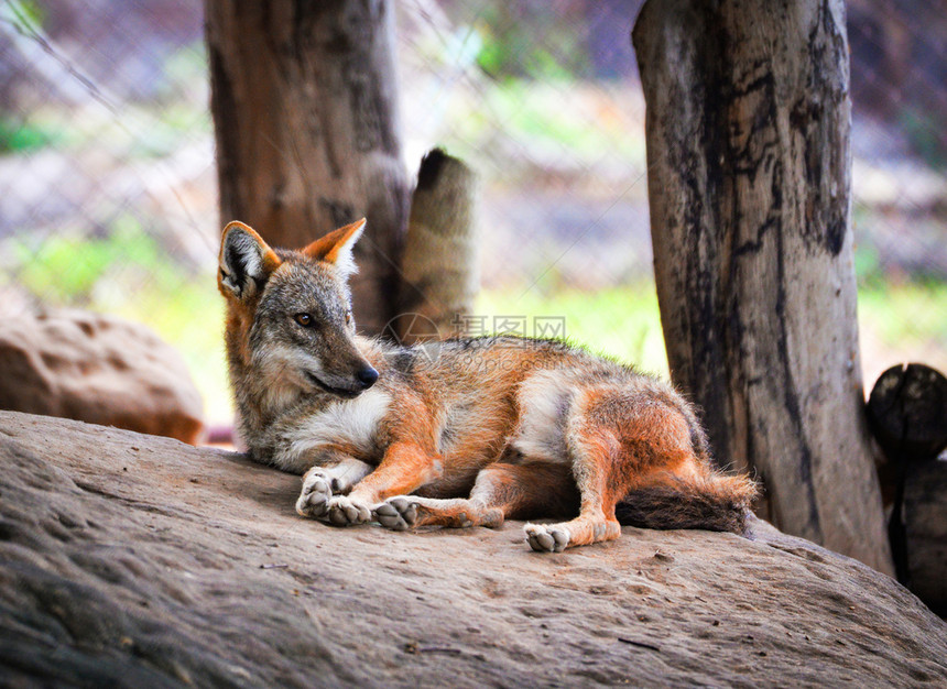金色的胡狼睡狗躺在岩石上黑背的胡狼野生动物图片