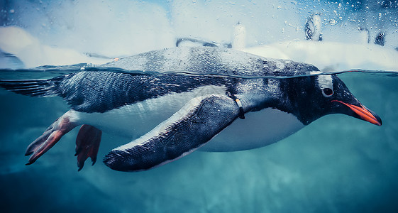 巴布亚企鹅冲浪野生动物高清图片