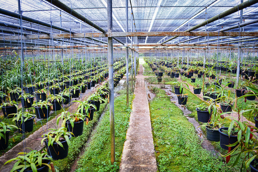 兰花苗圃农场种植园挂在屋顶网下的花园温室图片