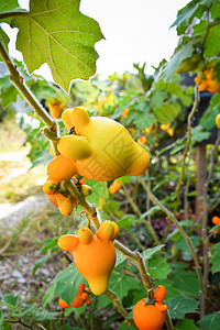 索多玛在花园的树上种植黄茄子背景