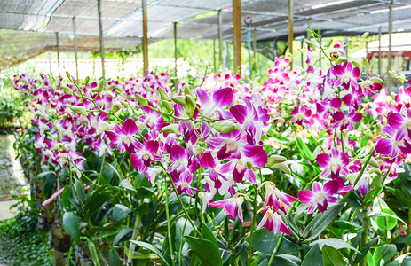温室花棚花园植物苗圃艺花棚的美丽紫兰背景