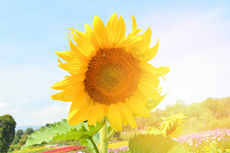 紧的向日葵开在春花园有向日葵田和蓝天空背景赫连图斯图片