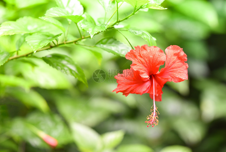 热带花园背景的树上盛开红色花朵玫瑰中文图片