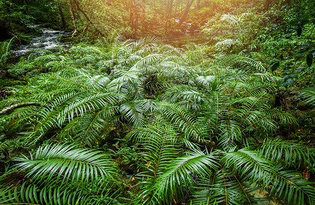 热带林地貌景观自然绿林树有山河背景图片