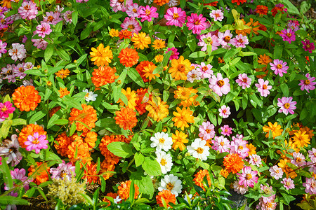 花朵背景多彩粉红色橙黄和白花朵绿叶图片