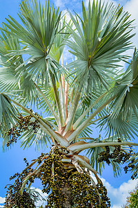 明日和蓝天背景热带植物棕榈田背景图片