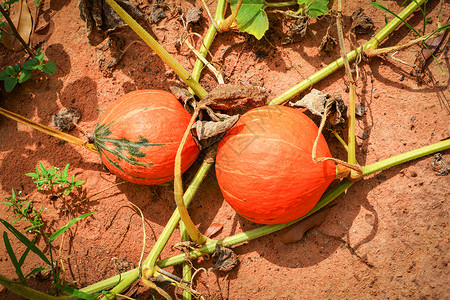 在有机蔬菜种植农场物藤上橙南瓜水果图片