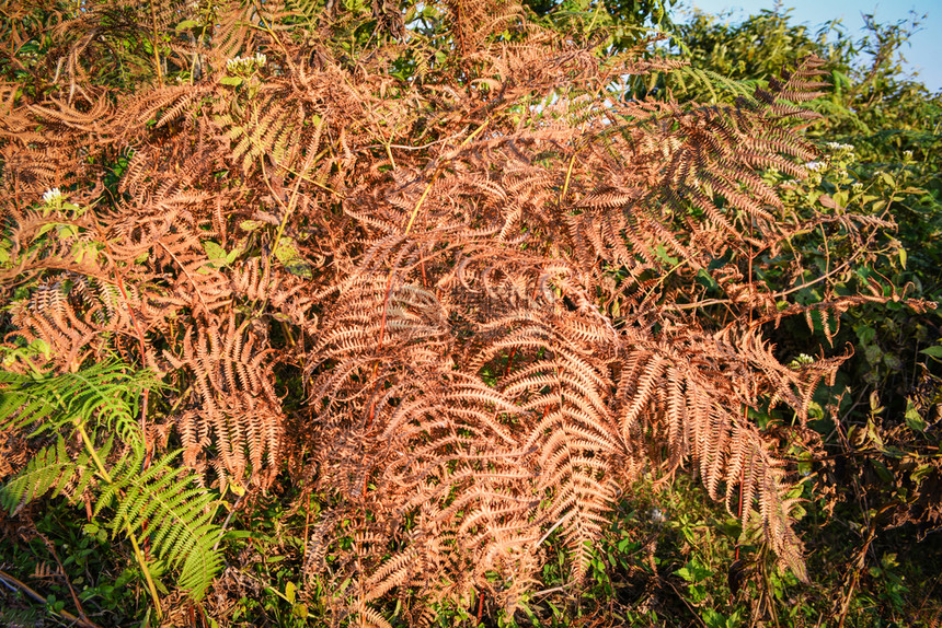 红橙发干芽死草在夏季森林极端炎热图片