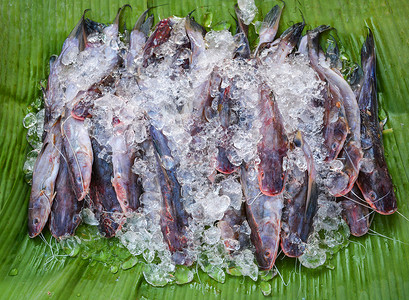 香蕉叶淡水鱼在香蕉叶淡水鱼背景上的冰新鲜鱼背景图片