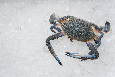 冰上的海食蟹餐厅中的新鲜生蓝游泳蟹图片