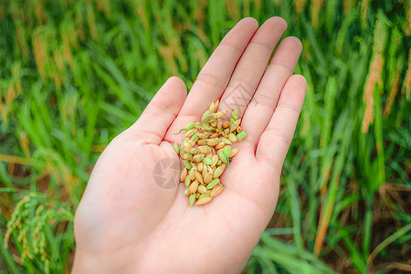 根据农业绿田背景手工农民新鲜水稻有机种植图片