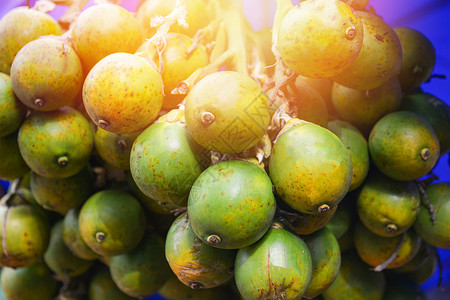 新鲜的贝特尔坚果棕榈挂在树上咀嚼阿雷卡坚果图片