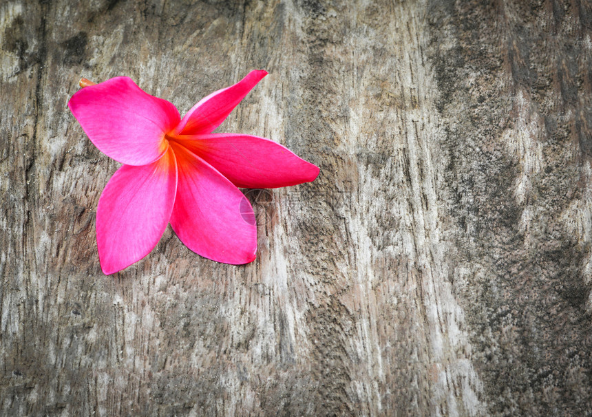 粉红或色frangipani花羽热带植物木本图片