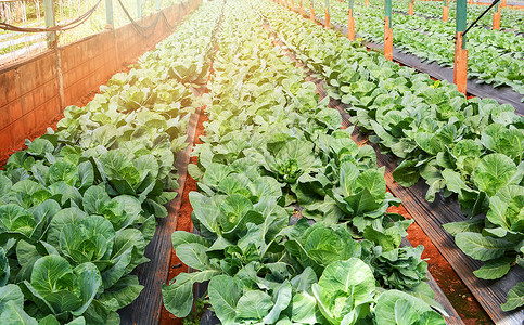 在温室有机农场蔬菜排的田地上种植新鲜绿色菜卷图片