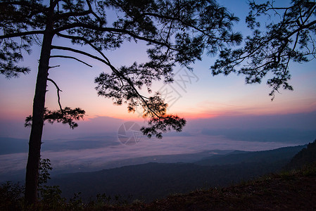 美丽的日出紫色天空在顶端观山悬崖和树枝双影松景观雾背图片