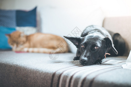 可爱的黑小狗和猫咪在家沙发上放松图片