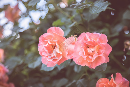 在自己的花园里春时粉红玫瑰的近照背景图片