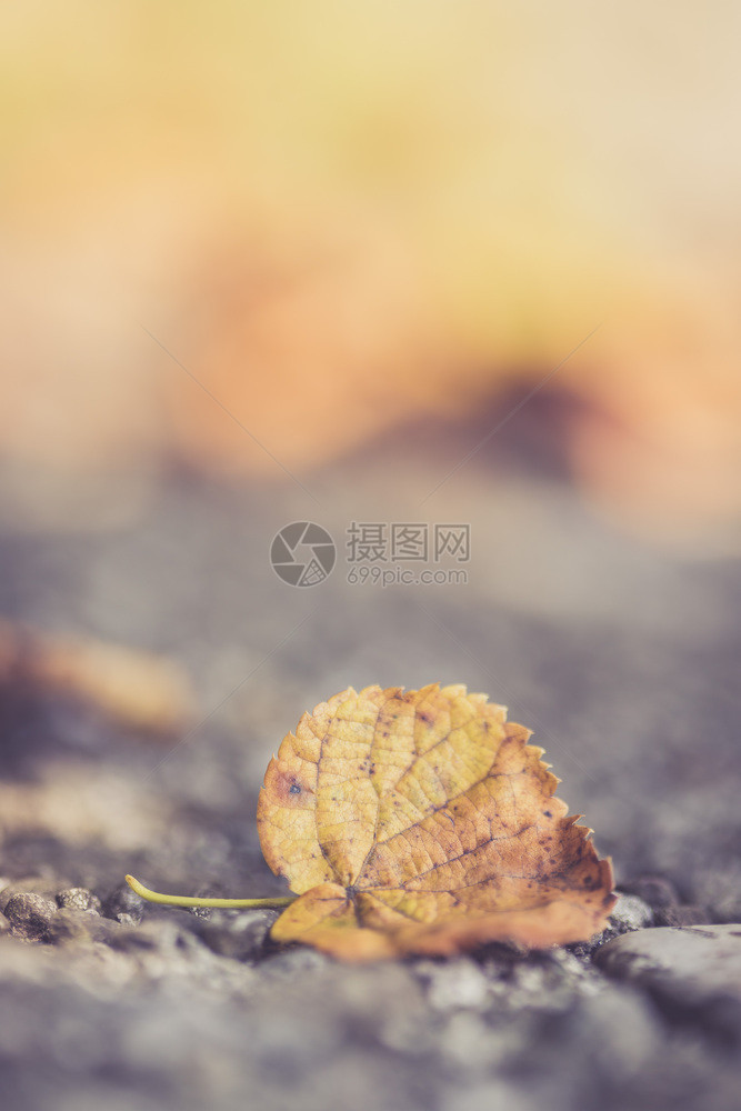 倒在地板上的多彩叶子秋天时间图片