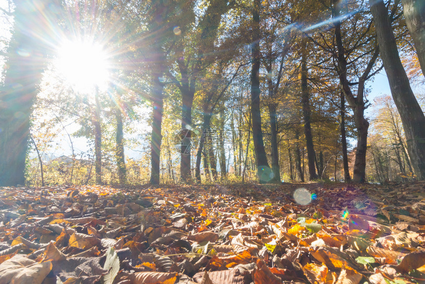 秋天美丽的公园阳光明媚的一天地板上有多彩的叶子图片
