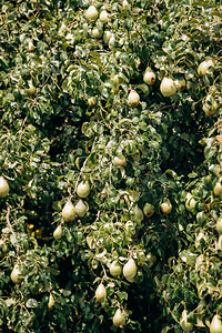 树枝缝合的美味梨子在花园的树枝上新鲜梨子缝合的图片