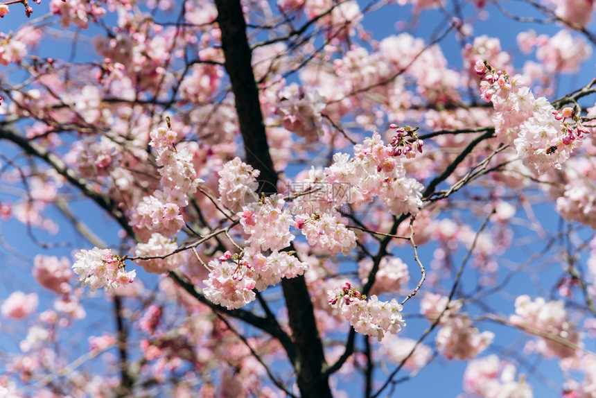 樱花的鲜枝与美丽的蓝天相对立图片