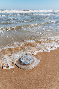 破碗杰莉鱼冲上海边的冰莉鱼在沙滩上背景
