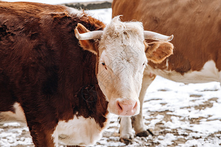 饲畜业棕色和白奶牛在冬季靠近农场大楼背景