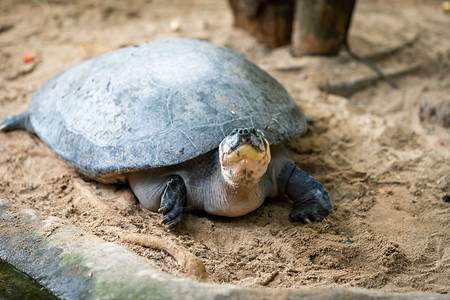 大海龟成年女后背海龟图片
