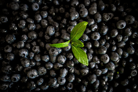 新鲜的Bilberry草质蓝莓关闭图片