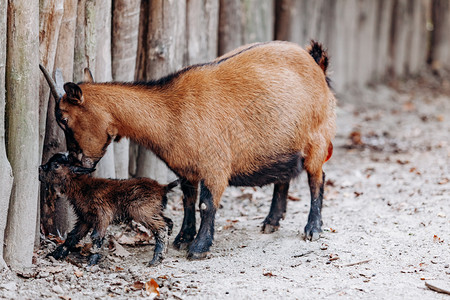 年轻的棕色喀麦隆孩子和他妈喀麦隆棕色山羊和孩子图片