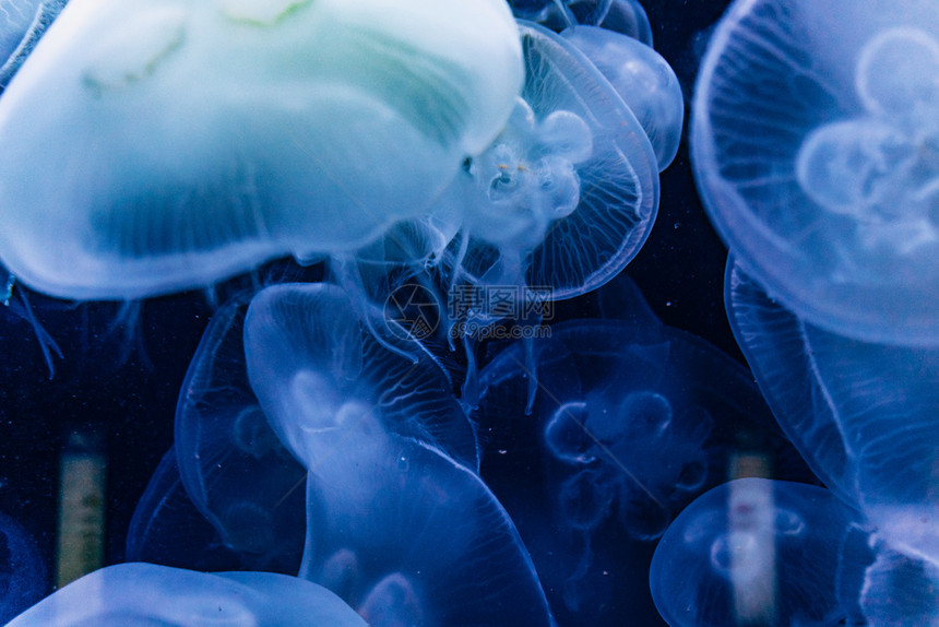 水族馆里有蓝光游泳照亮了水母们的光图片
