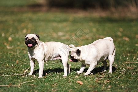 在公园的两只小狗散步图片