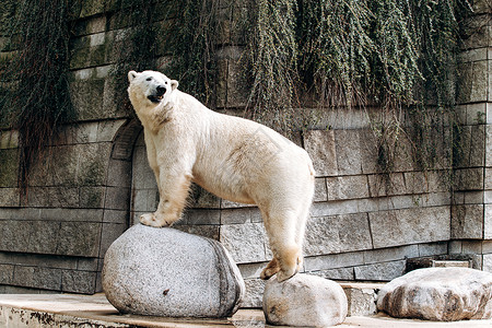 北极熊在动物园里大白熊高清图片