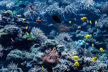 珊瑚礁和鱼类水族馆图片