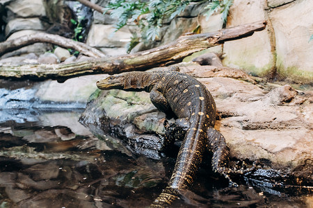 西方翡翠蜥蜴巴布亚监测员蜥蜴从保护区的水中爬出背景