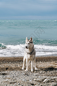 一只灰狗在阳光明媚的一天在沙滩上挖高清图片