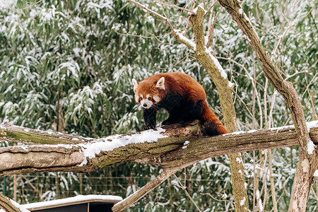 红熊猫在冬天爬树图片