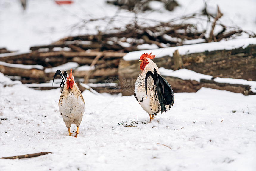 一只美丽的母鸡和一只公在冬天园散步图片