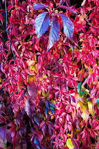秋天木篱笆植物秋天图片