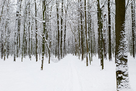 冻结的森林和道路图片